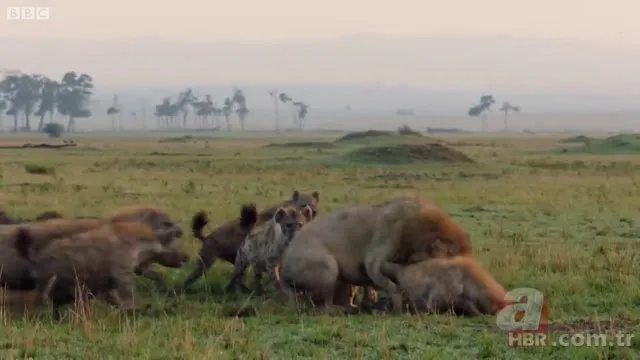 İzmir'de sırtlan paniği! "Tire canavarı" korku salıyor 18