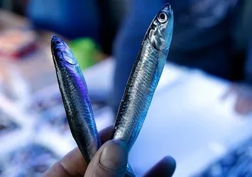 Giresun'da hamsinin kilosu 20 lira oldu