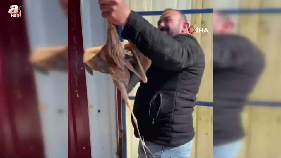 Yol kenarında buldu! Yaralı ergüvani balıkçıl kuşunu yetkililere teslim etti