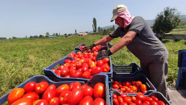 1649219189095.jpg Sabah Gazetesi yazarı Dilek Güngör yazdı: Domates paramız yata gidiyor! - 3