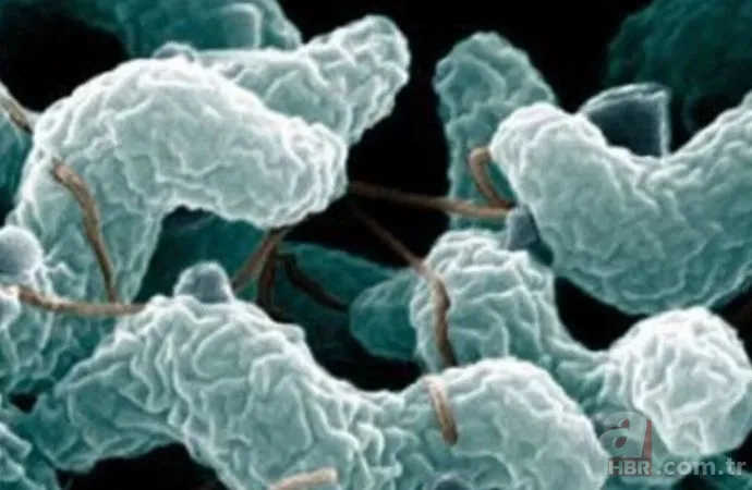 Koronavirüsten sonra dünyayı bekleyen tehlike! Bilim insanlarının araştırması korkuttu: Et yiyen mikroplar 2