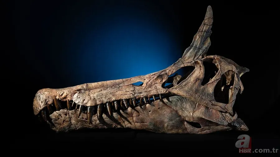 Mitoloji değil gerçek! Sahra Çölü’nde 95 milyon yıllık fosil bulundu 3