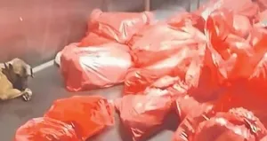 Köpek katliamına vatandaşlardan sert tepki!