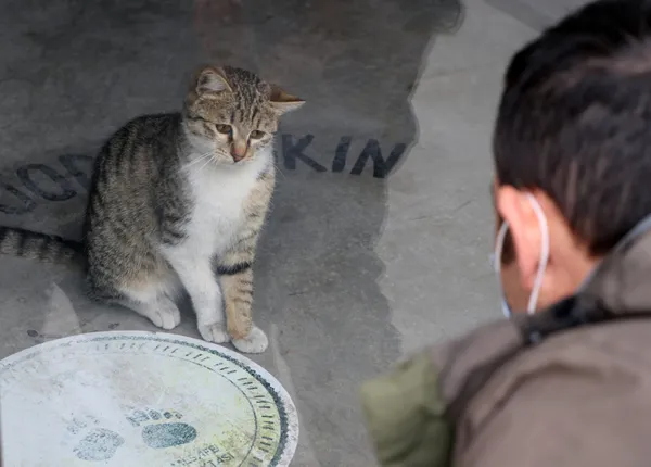 1608372145765.jpg O ilçede sokak kedileri kayboluyor! Satanizm uyarısı - 7