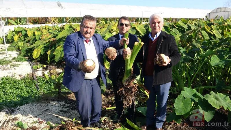 Dönümde 100 bin liraya kadar gelir sağlıyor! Uzakdoğu yemekleri sunan restoranlardan talep var 10