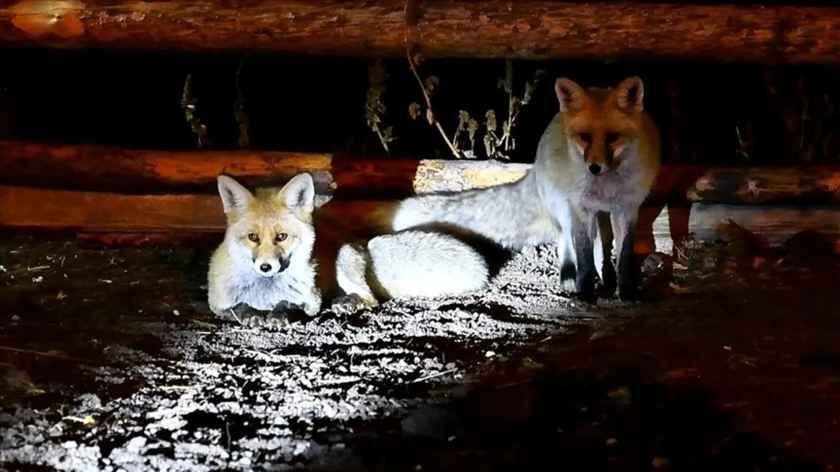 Kars'ta bozayılar ve kızıl tilkiler ilçe merkezine indi