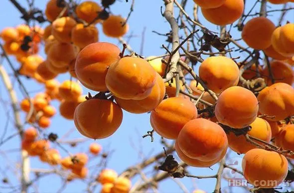Türkiye'de hangi meyveden ne kadar üretiliyor? 14