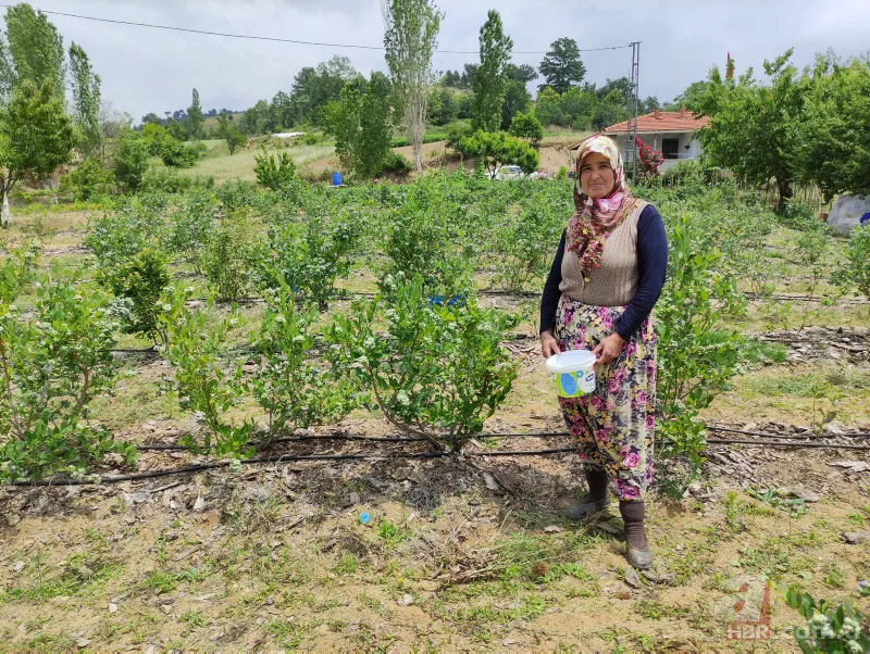 Nadir bulunan meyve türü kısa sürede zengin etti! Kilosunu 100 liradan satıyor 2