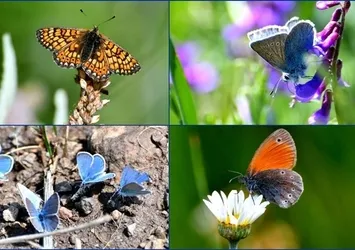 Soğuk iklime sahip Sarıkamış'ta "kelebek mevsimi"