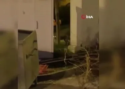 Aç kalan tilki şehir merkezine indi