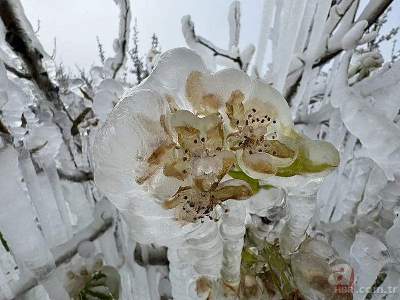 Şehir şehir zarar gören ürünler listesi: Fındık, Ceviz, Kiraz... Türkiye'de Zirai Don Haritası ortaya çıktı! 23