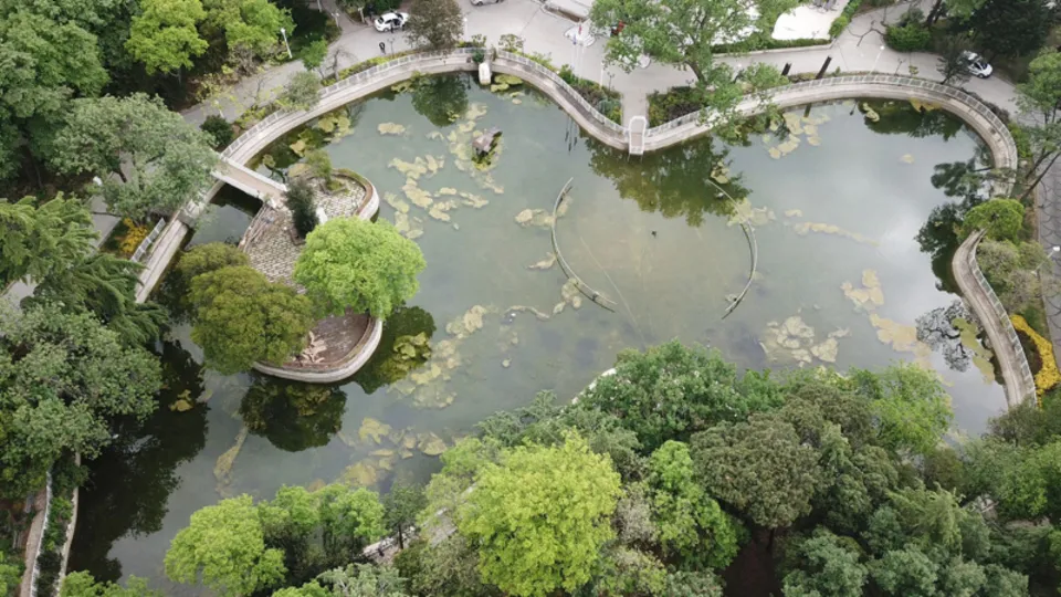 İstanbul'daki Yıldız Parkı'nda büyük rezalet! Hepsi tek tek ölüyor