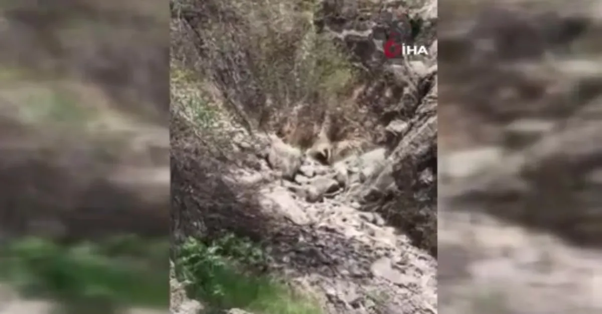 Batman'da porsuk görüntülendi