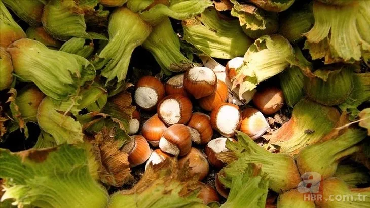 Fındık fiyatları son dakika: 7 Aralık Ordu, Giresun, Samsun, Trabzon güncel fındık alış-satış fiyatları ne kadar? 15