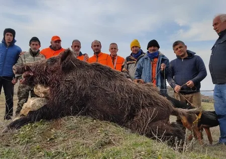 Bilecik’te 220 kiloluk dev domuz avcıya saldırdı! O anlar kamerada