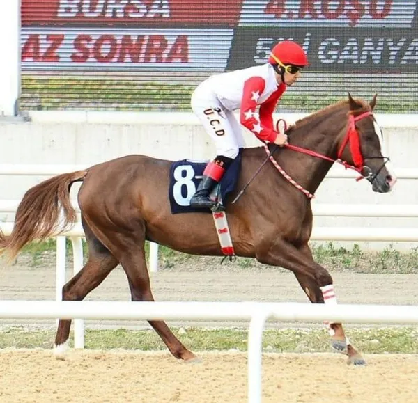 Bursa’da denizde at yüzdürürken boğuldu: Apranti Uğurcan Demirbaş yaşamını yitirdi