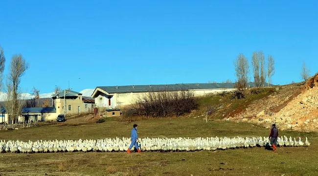 Vanlı siyasal mezunu Cihat Çiftçi kaz yetiştiricisi oldu! Yurt içi ve yurt dışına civciv göndermeye başladı - 5