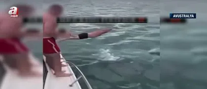 Katil balinaların üzerine balıklama atladı! Bedelini ağır ödedi