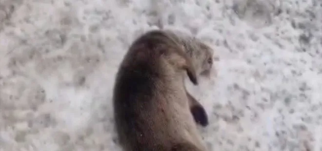 Nesilleri tükenmekte! Erzincan'da araç çarpınca ikisi de telef oldu