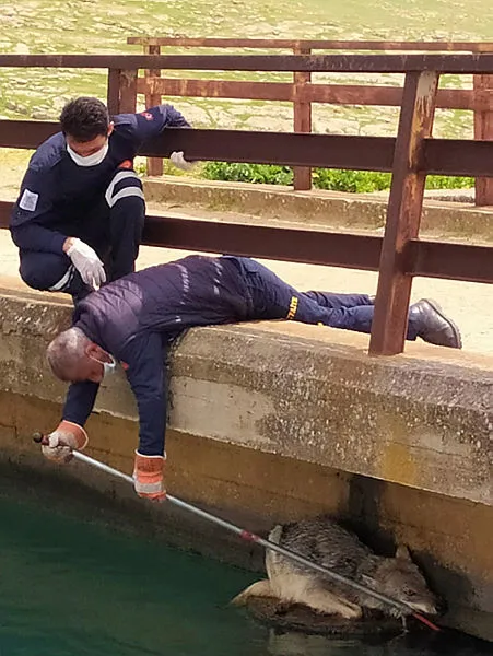 Mardin Nusaybin'de sulama kanalına düşen kurt itfaiye ekipleri tarafından kurtarıldı - 1