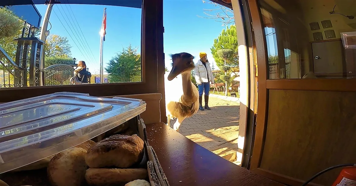 Her gün poğaçalar eksiliyordu! Bakın hırsız kim çıktı? Ne bulsa midesine indiriyor