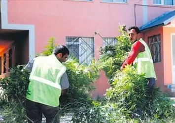 Haşhaşi yurdu!
