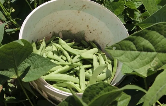 en-bereketli-topraklarda-hasat-basladi-3-donum-arazide-ekti-50-tlden-satiliyor-1715945369524.jpg En bereketli topraklarda hasat başladı: 3 dönüm arazide ekti 50 TL'den satılıyor - 2