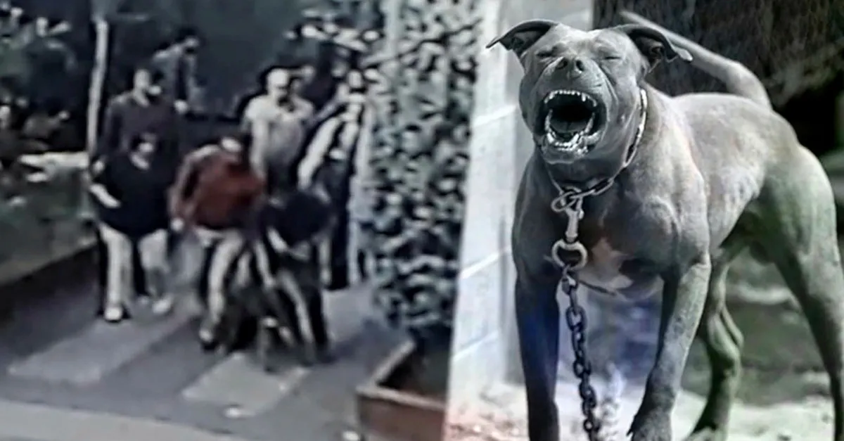 istanbul da pitbull dehseti parkta oynayan 7 yasindaki cocuk video