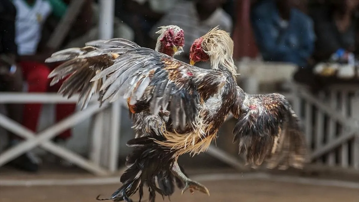 Sakarya'da horoz dövüştüren 34 kişiye 100 bin 402 lira ceza uygulandı