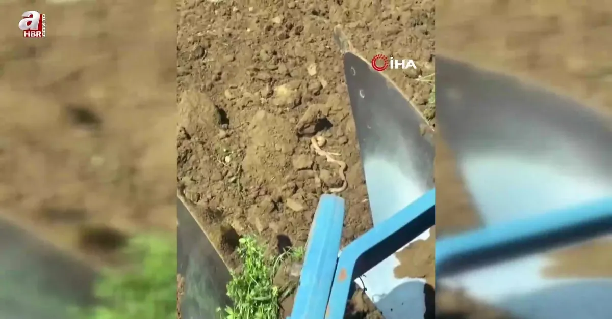Elazığ’da havaları ısındı! Yılanlar ortaya çıktı