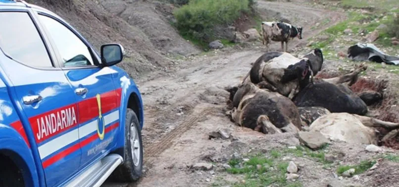 Osmaniye’de yol kenarında Konya’dan çalınan ve telef olan büyükbaş hayvanlar bulundu