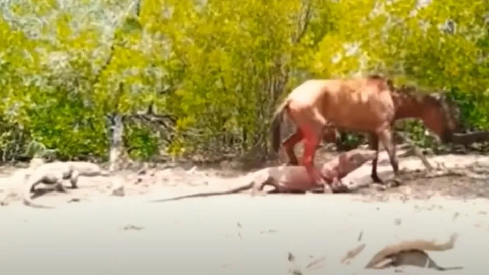 Komodo ejderleri dehşeti yaşattı! Yaşlı atı canlı canlı yediler