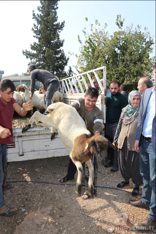 Adana'da koyunları çalınan Ayşe teyzenin gözyaşları dindi 15