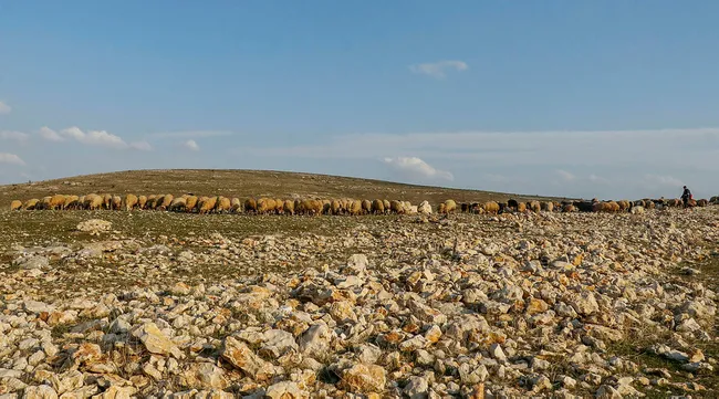 Mardin’de son 20 yılın en kurak dönemi! Hayvanların sütü azaldı ve ot bile bulunmuyor - 2