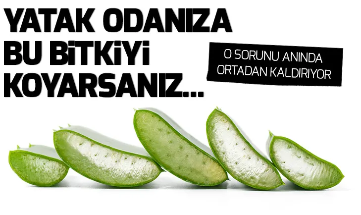 Yatak odanıza bu bitkileri koyarsanız...