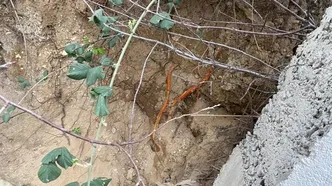 Site bahçesinden dehşet çıktı Tüyler ürperten manzara: Çocuklar korkudan dışarı çıkamıyor