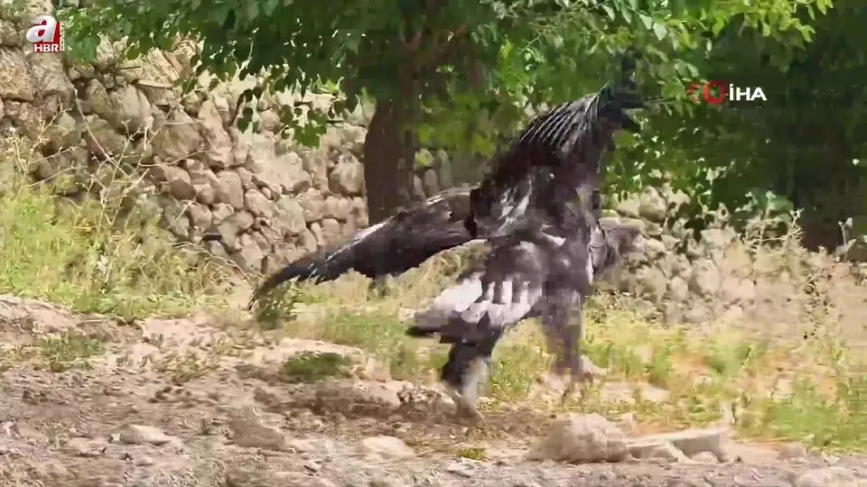 Kaya kartalıyla dostluğu görenleri şaşırtıyor