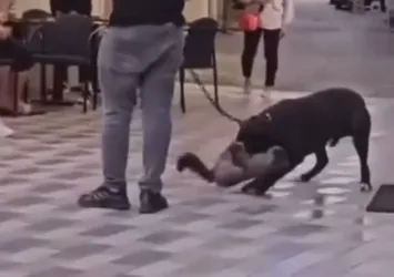 İzmir'de yasaklı ırk köpek dehşeti!