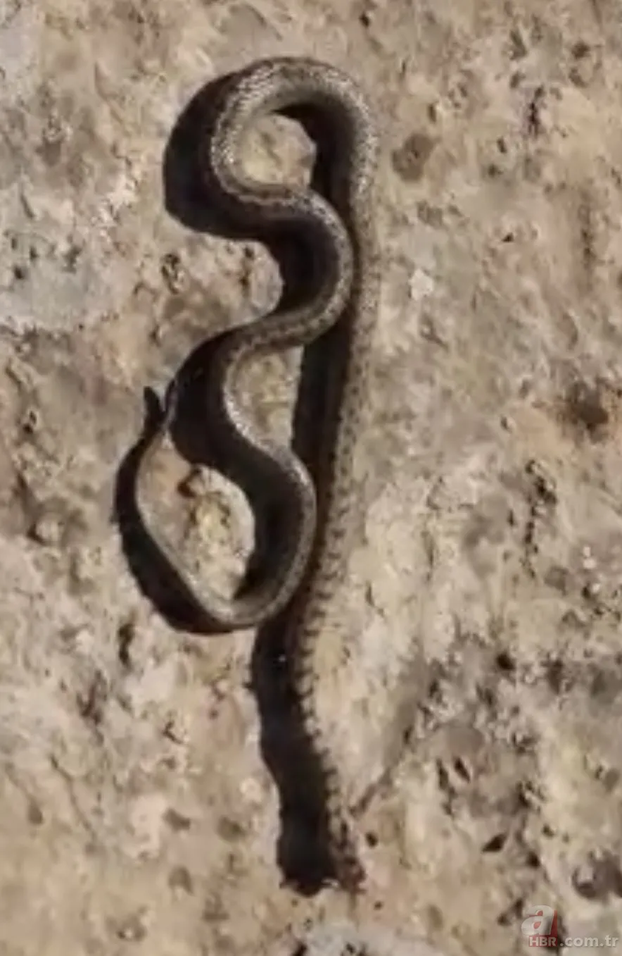 Kış ayında ortaya çıktı! 1 metre uzunluğunda… 1