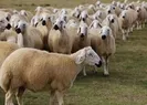 Yolcunun kurban kesmesi gerekir mi?