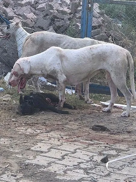 hatayda-kopek-dehseti-kopeklerin-saldirisina-ugrayan-kadinin-kolunda-his-kaybi-olustu-1717008079368.jpeg Hatay'da köpek dehşeti! Köpeklerin saldırısında kolunda his kaybı oluşan kadın isyan etti: "Hayatımı bitirdiler" - 4