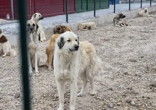 Eskişehir'de aç susuz köpekler birbirini parçaladı! Barınakta vahşet iddiası