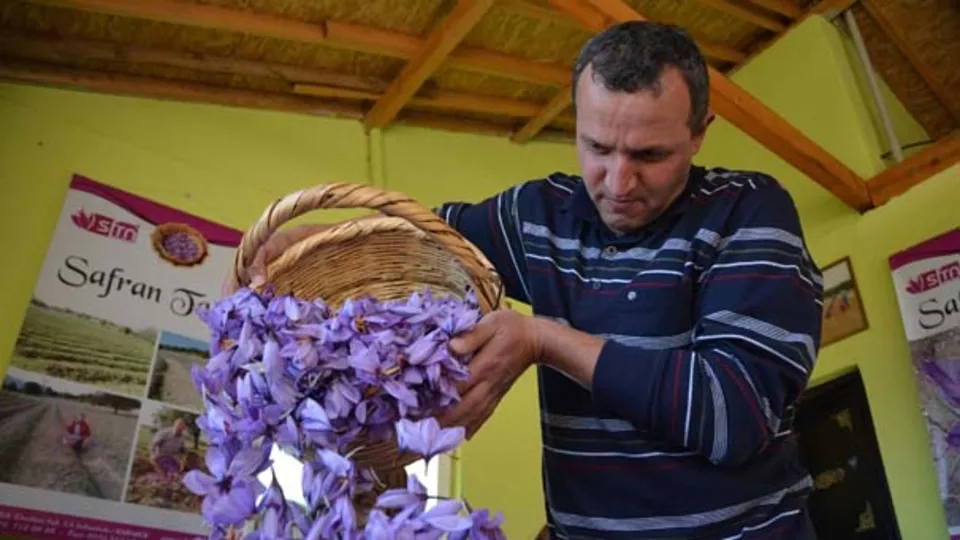Safranbolu'da safran hasadı başladı