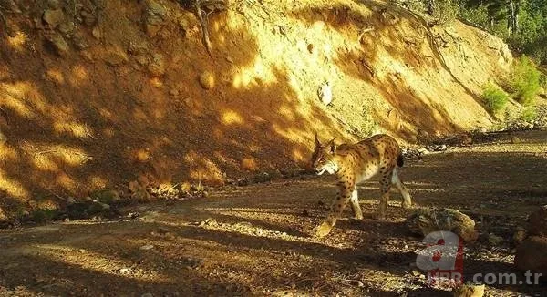 Dünyanın en ilginç 19 hayvanından biri! Türkiye'de görüntülendi 20