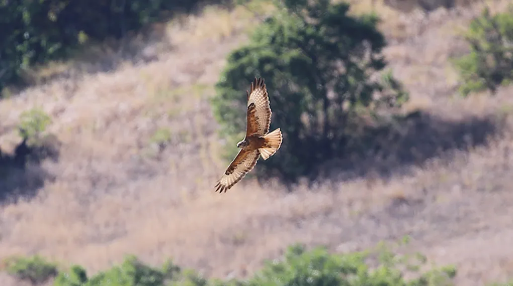 Iğdır’da kızıl şahin böyle görüntülendi