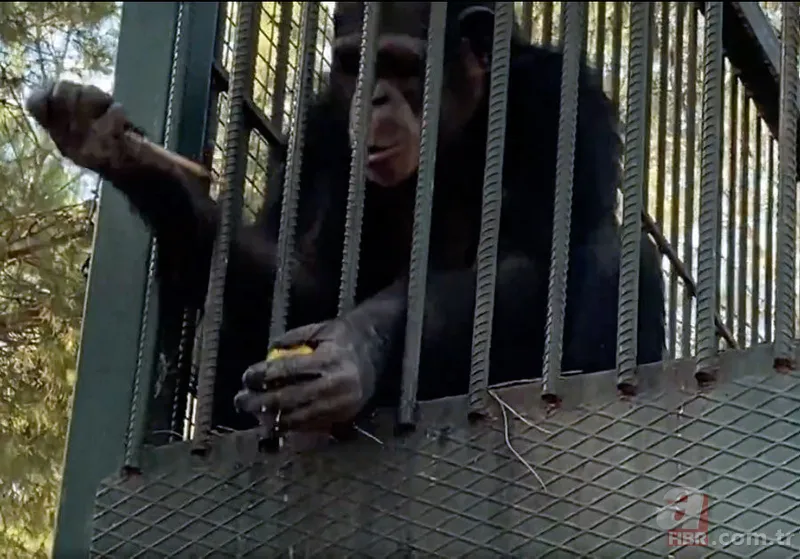 Maymun böyle kaçırdı! Halk seferber oldu 23