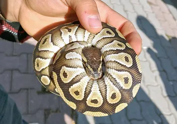 Cebinden piton çıktı! Ekipler şoke oldu