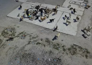 İYİ Partili belediyeden skandal: Sokak köpeklerini ilçe çöplüğüne terk ettiler!