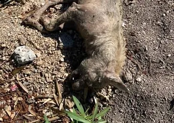 Fethiye'de kurt ölüsü bulundu