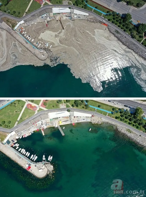 Marmara Denizi’nden sevindirici haber! Müsilaj nedeniyle ölen deniz süngerleri canlandı